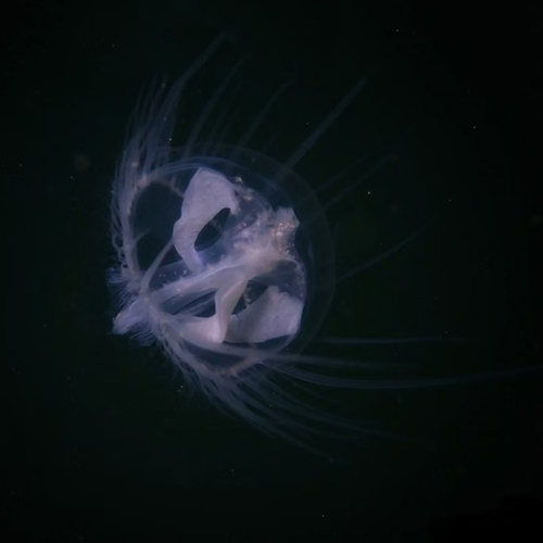 淡水水母活体桃花水母家养好养无毒小型水族迷你观赏宠物包损 - 图1