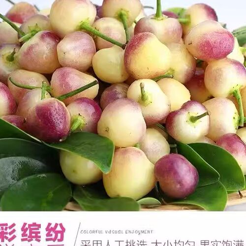 新鲜五彩椒广西特产5斤包邮五色农产品小灯笼辣椒现摘七彩泡椒 - 图2