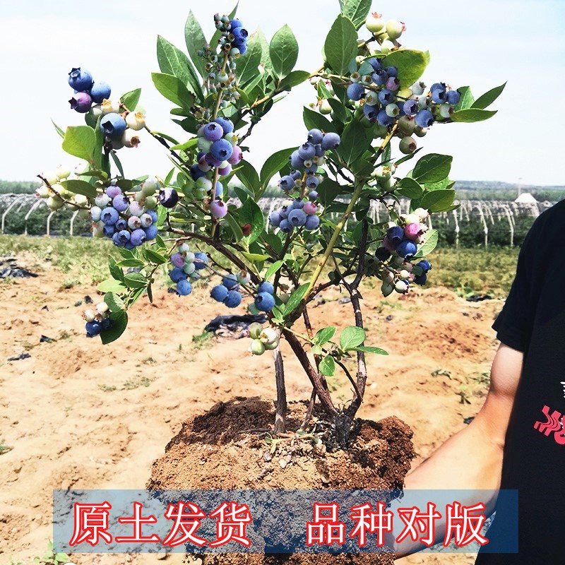 蓝莓树苗南方品种北方种植兰梅苗带花室内盆栽地栽当年结果苗树莓-图0