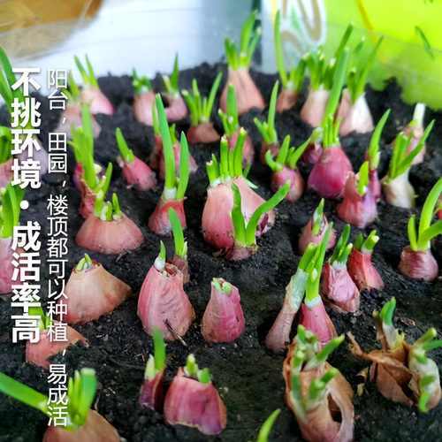 四季葱头红葱头种小香葱种头葱种植蔬菜种籽圆葱本地火葱头种批发 - 图2
