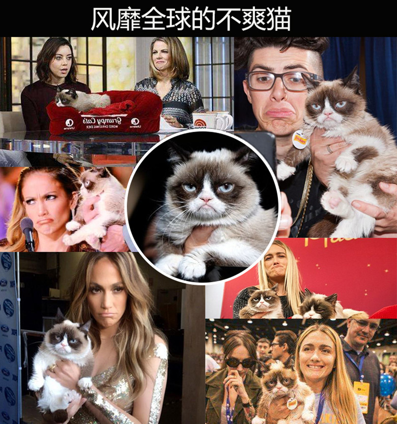 正品英国不爽猫Grumpy cat臭脸猫宠物毛绒发声玩具狗陪伴自嗨玩具 - 图1