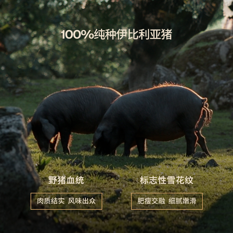 5J伊比利亚火腿切片 西班牙进口纯种黑猪橡果喂养黑标后腿70g*4 - 图2