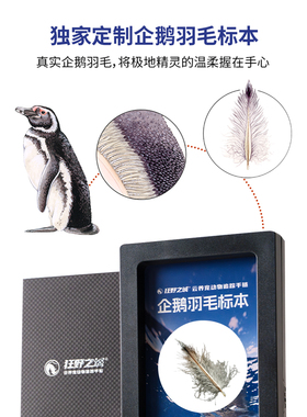 云养宠动物追踪手链情侣手串生日礼物情人节礼物企鹅礼盒