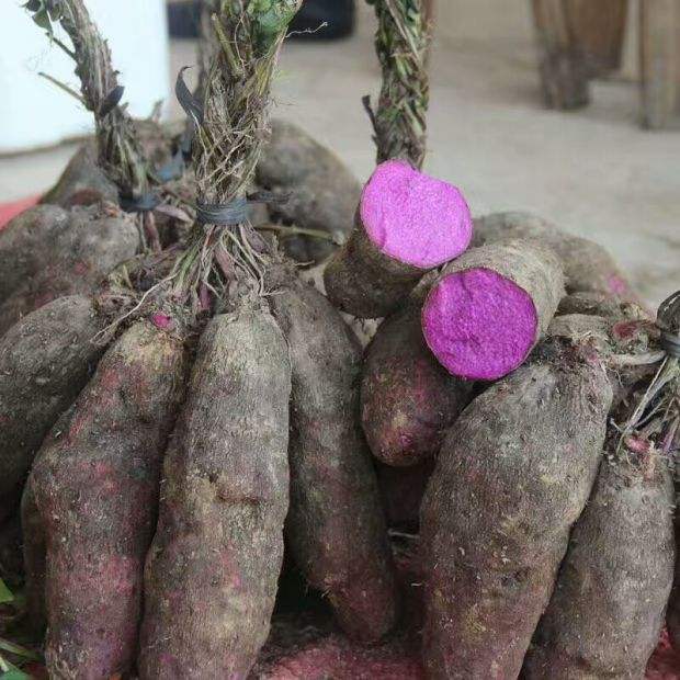 Fresh vegetables purple yam farmer brother