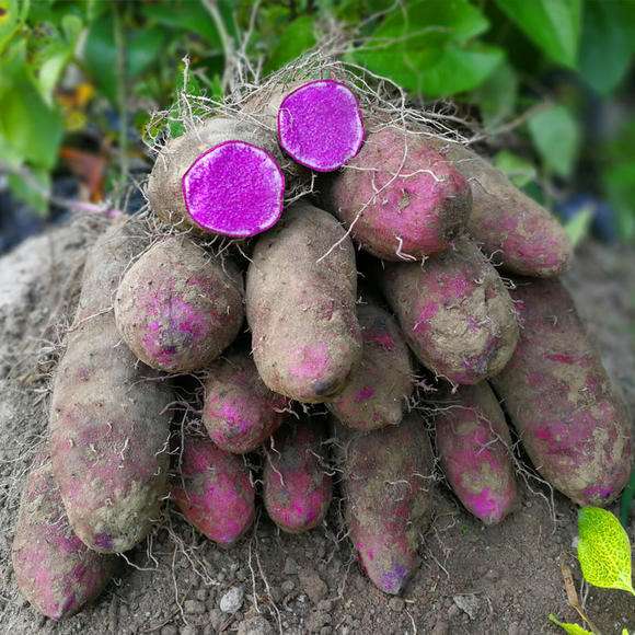 Fresh vegetables purple yam farmer brother
