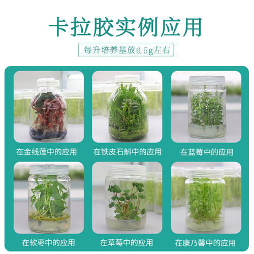 茉钡特生物高强度组培试剂卡拉胶 培养基凝固剂增稠剂 1400强度 - 图1