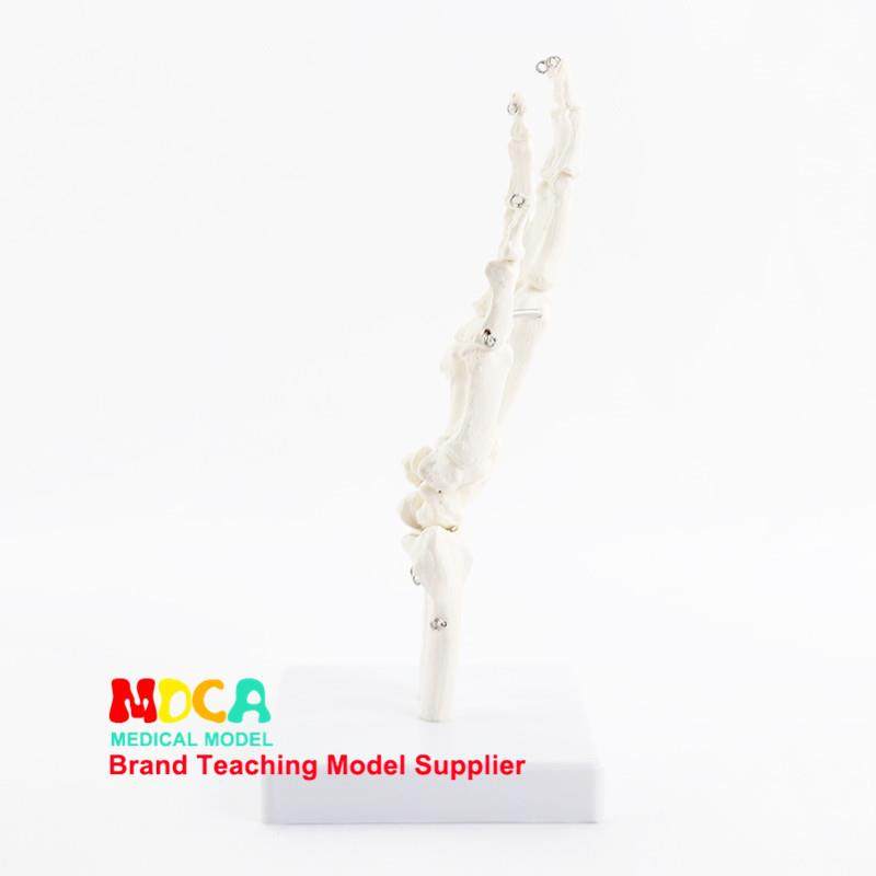 人体手骨模型医用关节骨骼模型可活动教具功能展示康复教学用具,淘宝优惠券,粉丝福利购,淘宝优惠卷