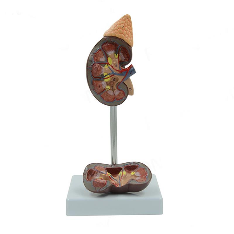 人体器官肾脏模型 泌尿科肾脏医学医用讲解教具模型 自然大 - 图1