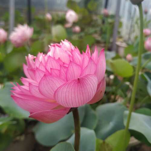 （霓裳）微型莲花种藕苗荷花盆栽水生观赏阳台庭院花卉建国碗莲 - 图1