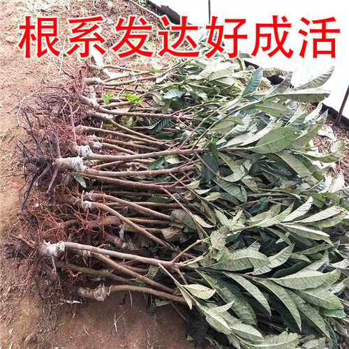 嫁接枇杷果苗树大五星白玉枇杷树果苗特大南北方盆栽地栽当年结果 - 图2