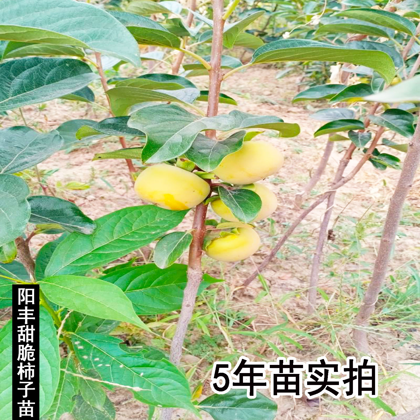 火晶柿子苗特大脆甜柿子树果苗南方北方四季种植盆栽地栽庭院果树 - 图1
