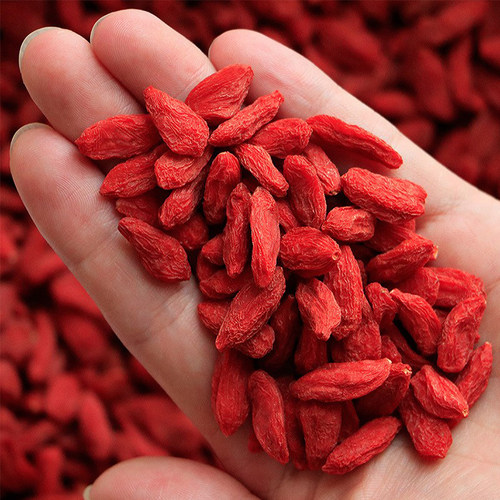 宁夏红枸杞树苗地栽食用枸杞子树苗南方北方盆栽地栽当年结果树苗 - 图0