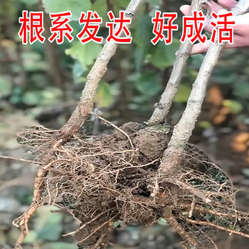 新品种特大杏子树果苗早熟金太阳杏子树苗串枝红杏苗树盆栽地栽苗 - 图1