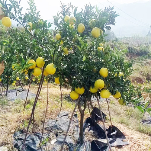 黄金贡柚果树苗嫁接湖南怀化黄金贡柚子苗树南方北方种植盆栽地栽 - 图0