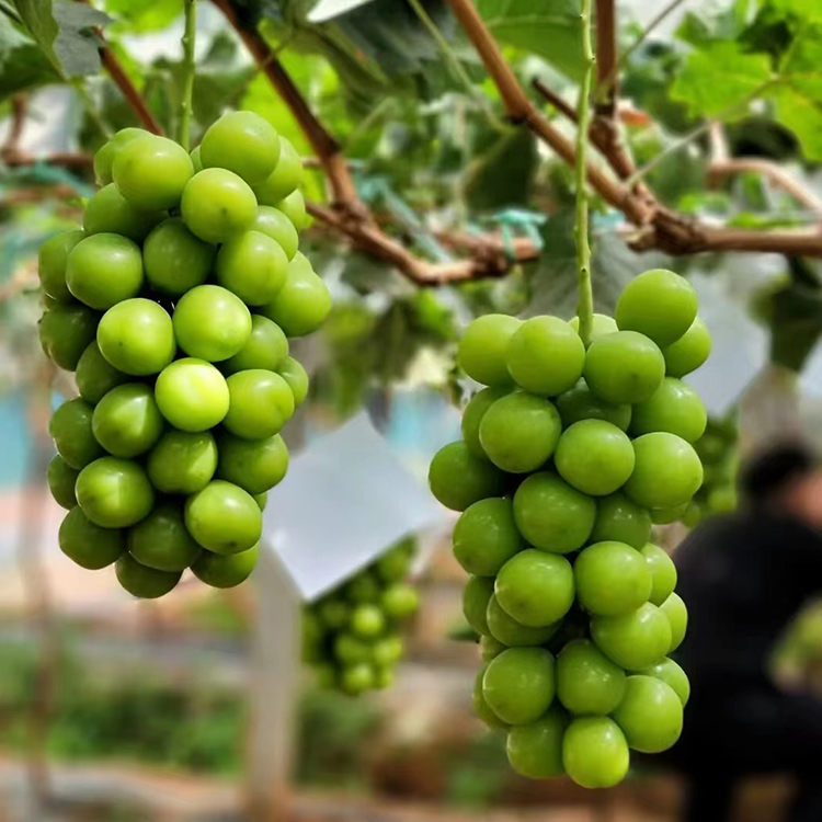 阳光玫瑰葡萄树苖南北方种植当年结苗无籽青提葡萄苗爬藤果树果苗 - 图0