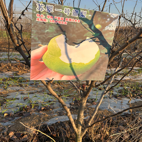 梨树果苗嫁接秋月梨苏翠一号青皮梨树果苗翠冠梨树活苗南北方种植 - 图1