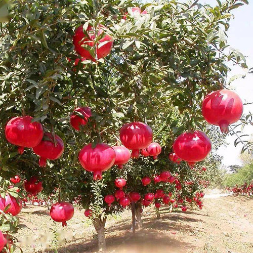 嫁接矮化石榴树树苗特大突尼斯蒙自软籽石榴树苗盆栽地栽庭院种植 - 图0