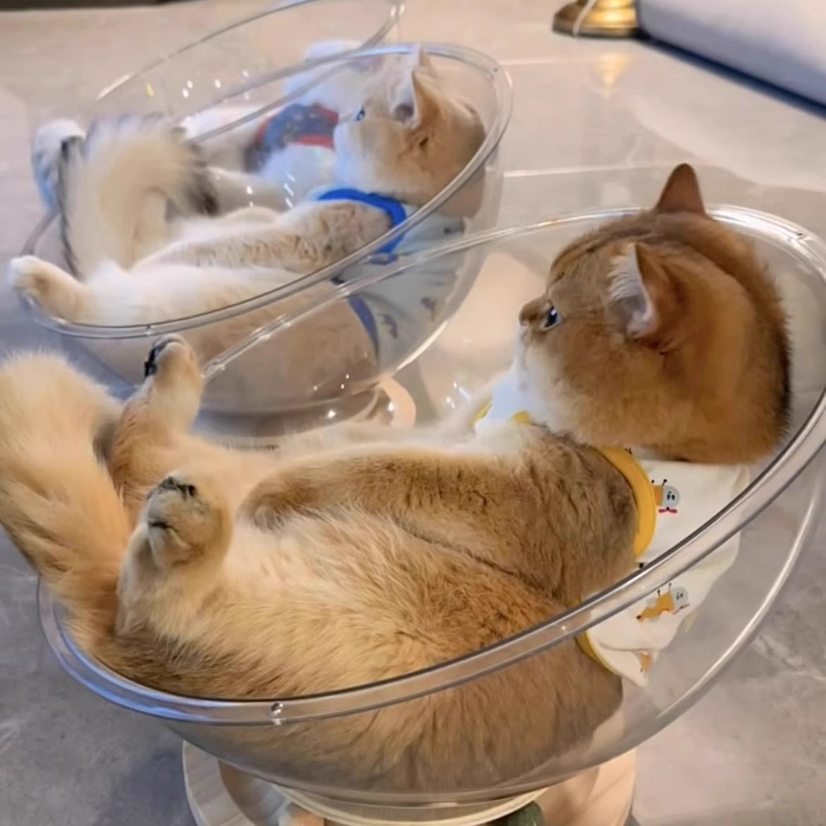 太空舱猫窝冬季保暖四季通用高透亚克力实木转盘猫咪玩具猫床一体 - 图0