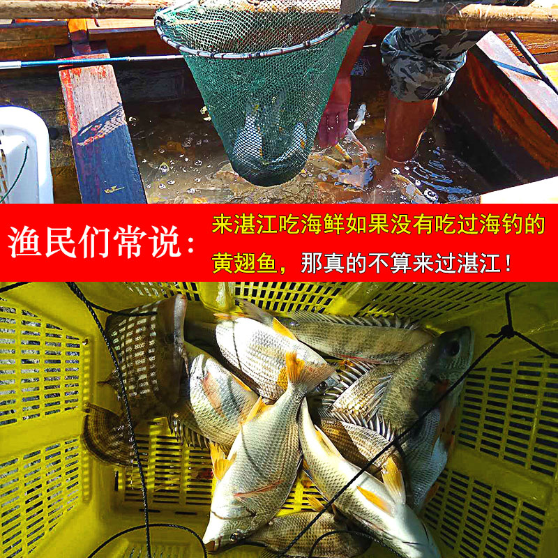 湛江天然黄翅鱼新鲜海捕黄赤黄鳍黄立鱼海鲜水产鲜活黄墙黄脚立 - 图1