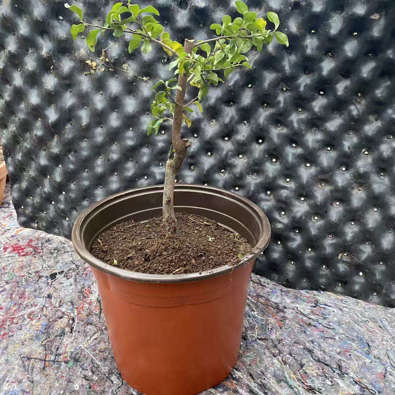 金弹子盆栽盆景花卉,淘宝优惠券,粉丝福利购,淘宝优惠卷