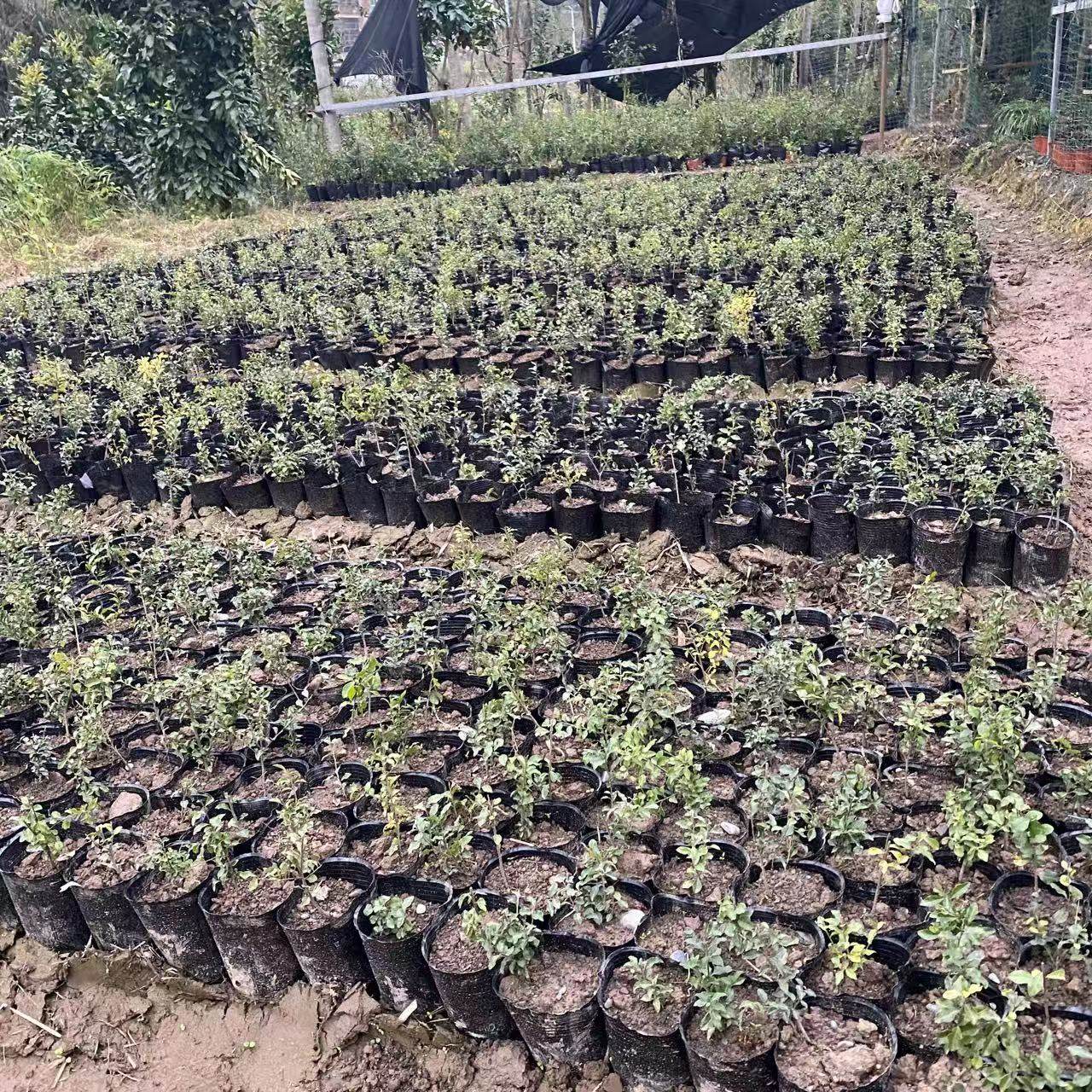 金弹子盆栽盆景花卉,淘宝优惠券,粉丝福利购,淘宝优惠卷