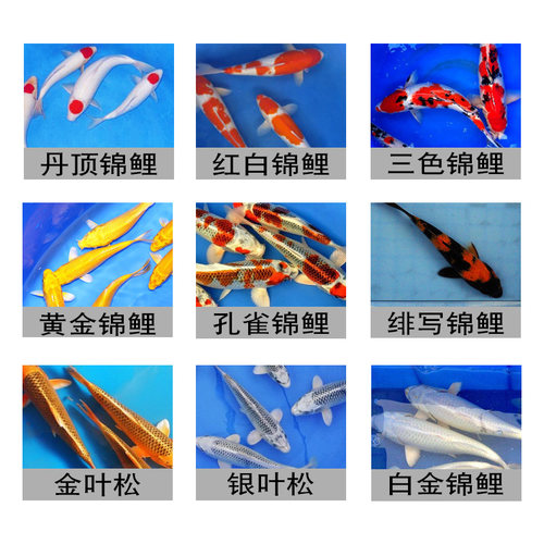 锦鲤活体观赏鱼淡水鱼冷水鱼锦鲤鱼白金黄金红白三色锦鲤红草鱼 - 图2