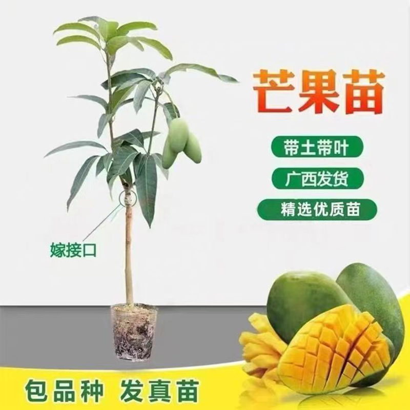 正宗嫁接芒果树苗桂七红贵妃芒四季芒金煌芒果苗矮化种植当年结果 - 图3