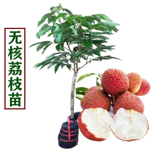 荔枝树果苗仙进奉桂味冰荔盆栽妃子笑嫁接果树糯米糍果苗当年结果 - 图3