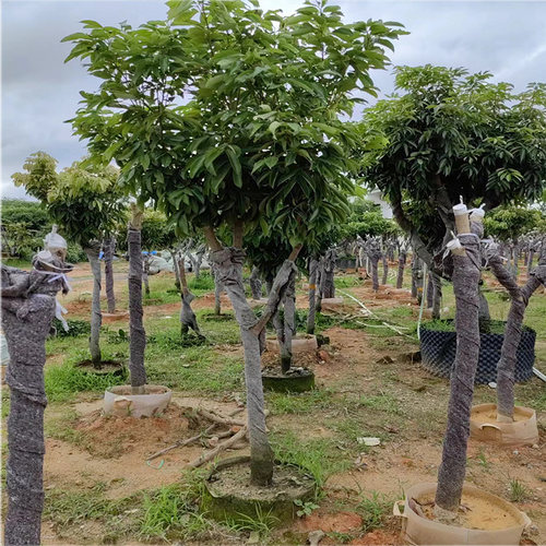 荔枝树果苗仙进奉桂味冰荔盆栽妃子笑嫁接果树糯米糍果苗当年结果 - 图1