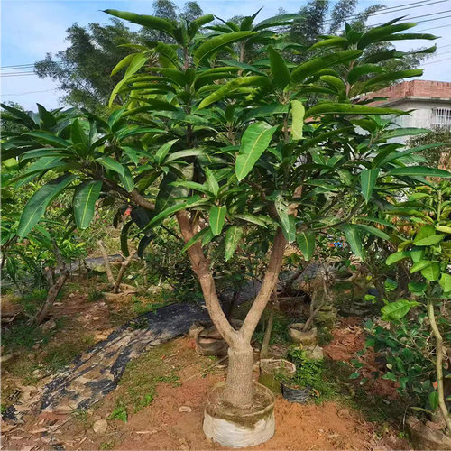 芒果树苗嫁接桂七贵妃芒四季芒金煌芒果苗树南方矮化种植当年结果 - 图1