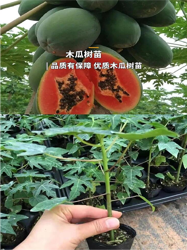 木瓜苗树冰糖牛奶红肉木瓜大青水果黄金改良矮化木瓜苗树四季种植-图1