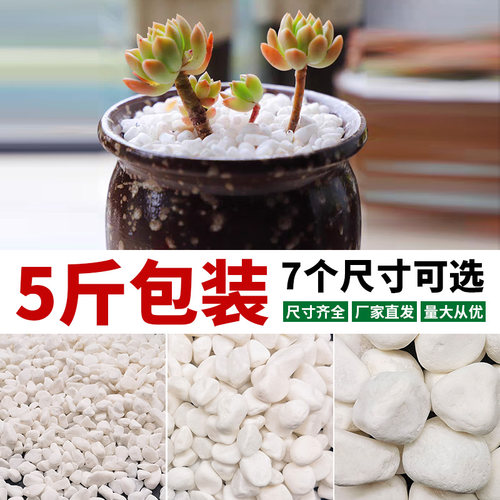 白色石子天然石头鹅卵石多肉铺面石盆栽花盆庭院鱼缸造景园艺装饰 - 图0