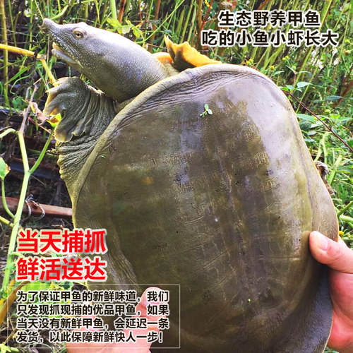 外湖生态鲜活老甲鱼水鱼团鱼王八6年中华鳖3斤活体公鳖老鳖淡水产 - 图3