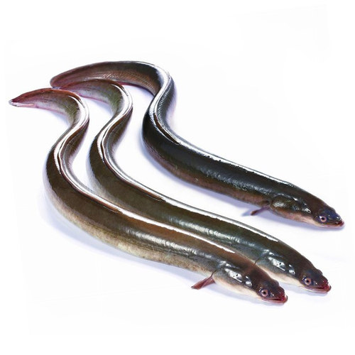 新鲜河鳗活体 淡水鳗鱼 白鳝白鳗鲜活现杀淡水鱼水产 每条约1.5斤 - 图0