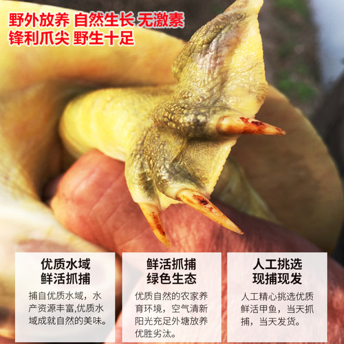 外湖生态鲜活老甲鱼水鱼团鱼王八6年中华鳖3斤活体公鳖老鳖淡水产 - 图2