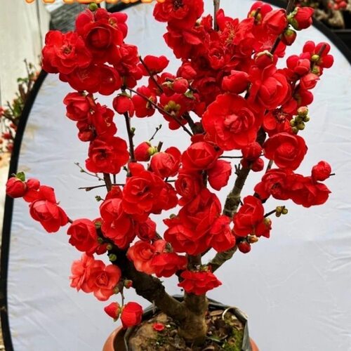 海棠花盆栽老桩长寿冠盆景带花苞重瓣四季开花卉庭院耐寒植物 - 图0