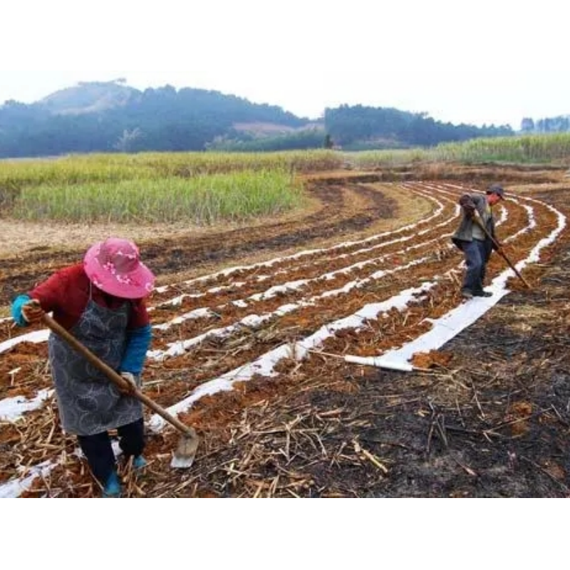 甘蔗专用地膜农莫白种植不长草防田除草布覆盖大棚保温保湿塑料薄,淘宝优惠券,粉丝福利购,淘宝优惠卷