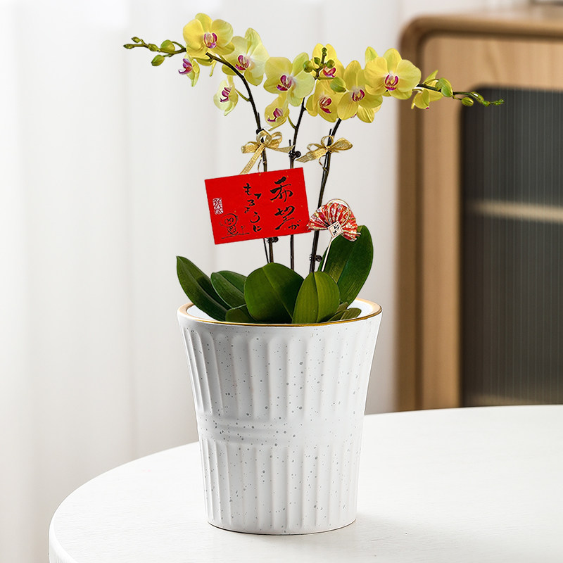 北欧花盆陶瓷简约大口径个性创意家用蝴蝶兰吊兰绿植多肉花盆清仓,淘宝优惠券,粉丝福利购,淘宝优惠卷