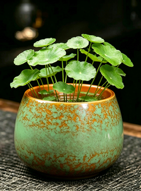 香缘铜钱草碗莲睡莲水培盆荷花缸