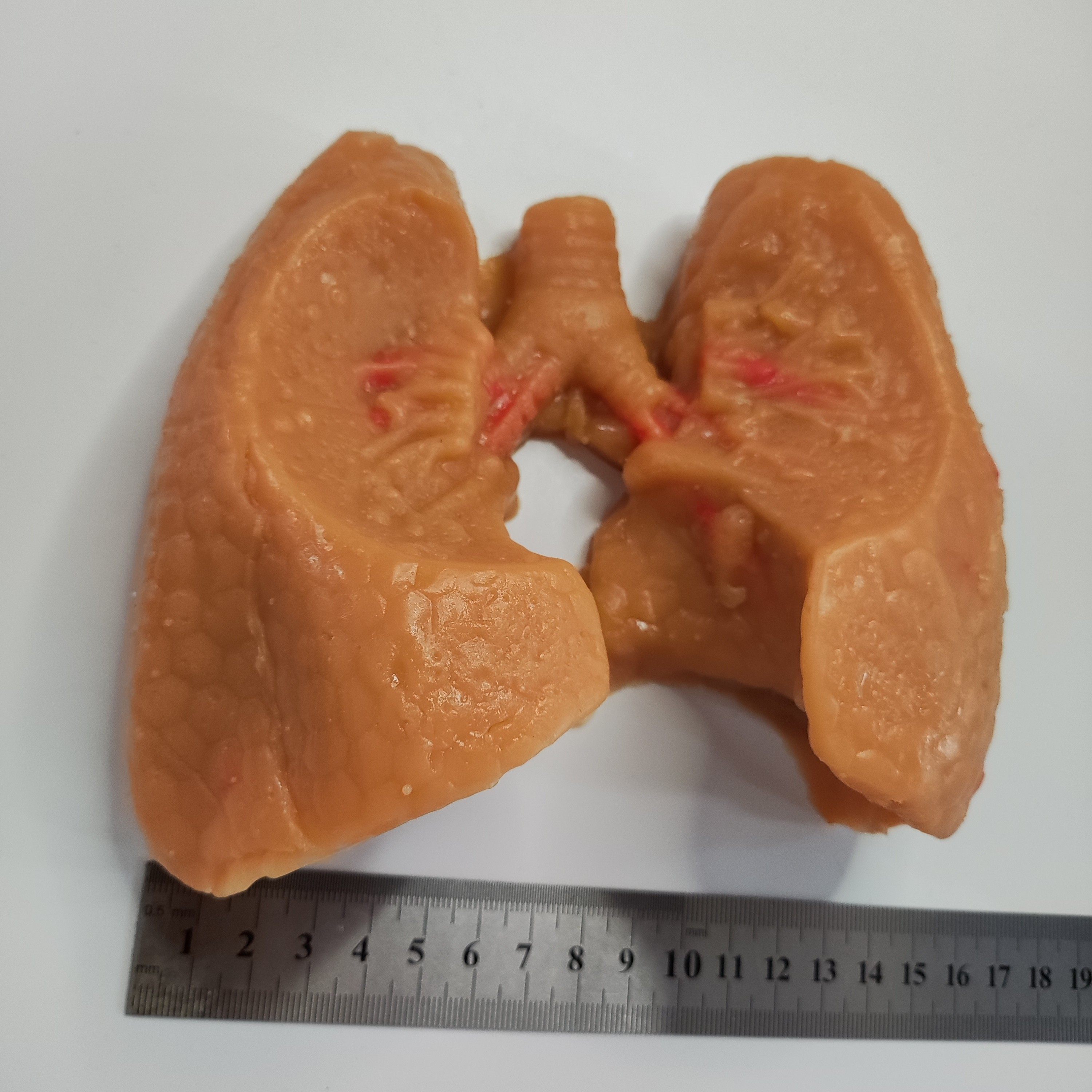 心胸外科肺叶缝合血管吻合模拟训练模块模型,淘宝优惠券,粉丝福利购,淘宝优惠卷