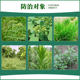 Moshangjing herbicide 10% refined glufosinate ammonium phosphate