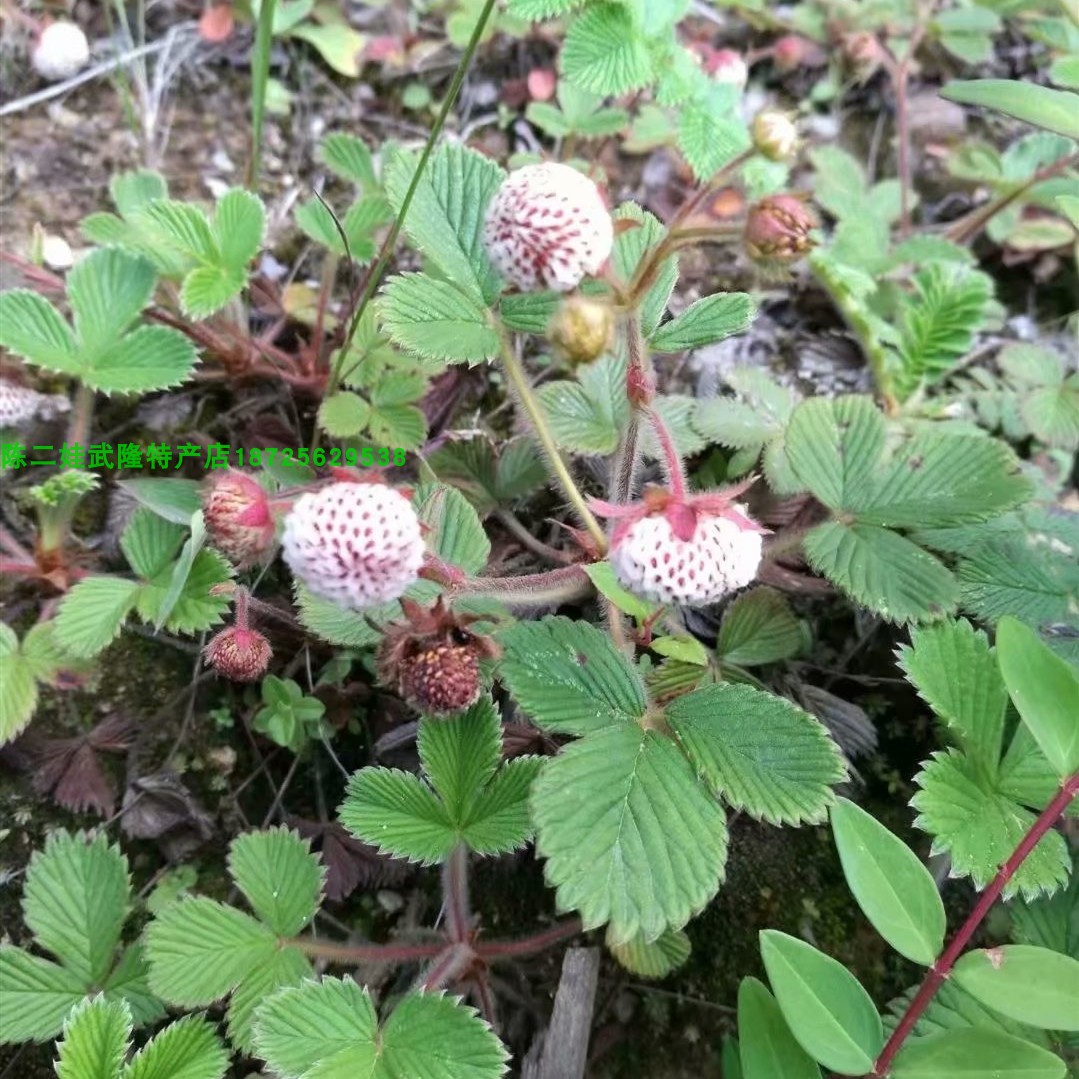 野生白草莓苗菠萝味草苗莓黄毛香草莓苗盆地栽当年结果浆果地泡苗 - 图1