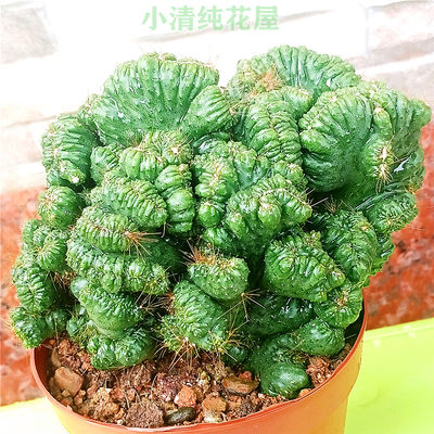 小清纯花屋仙人掌科属双喜临门组合套餐狂野山影石化包邮活动 虎窝淘