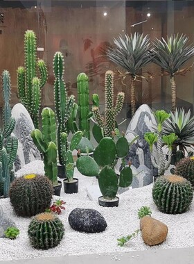室内热带植物仿真仙人掌