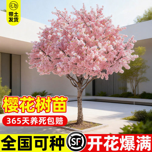 日本樱花树重瓣盆栽南北方室外庭院种植绿化工程苗开花风景树苗木 - 图1