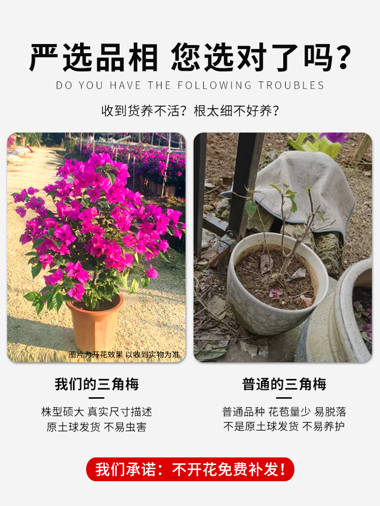 三角梅盆栽带花苗四季开花卉植物阳台庭院爬藤重瓣马斯三角梅老桩-图1