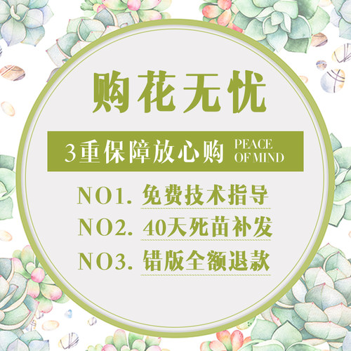 【瑞典女王】月季花苗特大花浓香型阳台花卉盆栽庭院四季开花玫瑰 - 图0