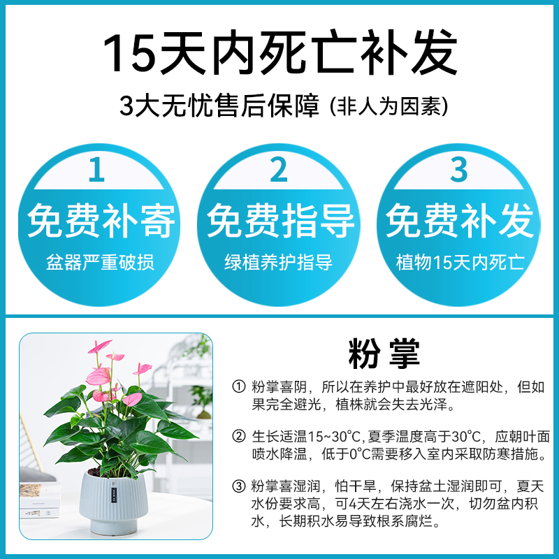 红掌盆栽带花水培植物一帆风顺绿植粉掌白掌室内水养花卉四季开花-图3