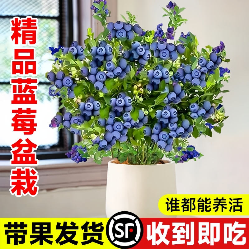 特大蓝莓树果苗带花苞大果蓝莓树苗南方北方盆栽地栽四季种植果树-图2