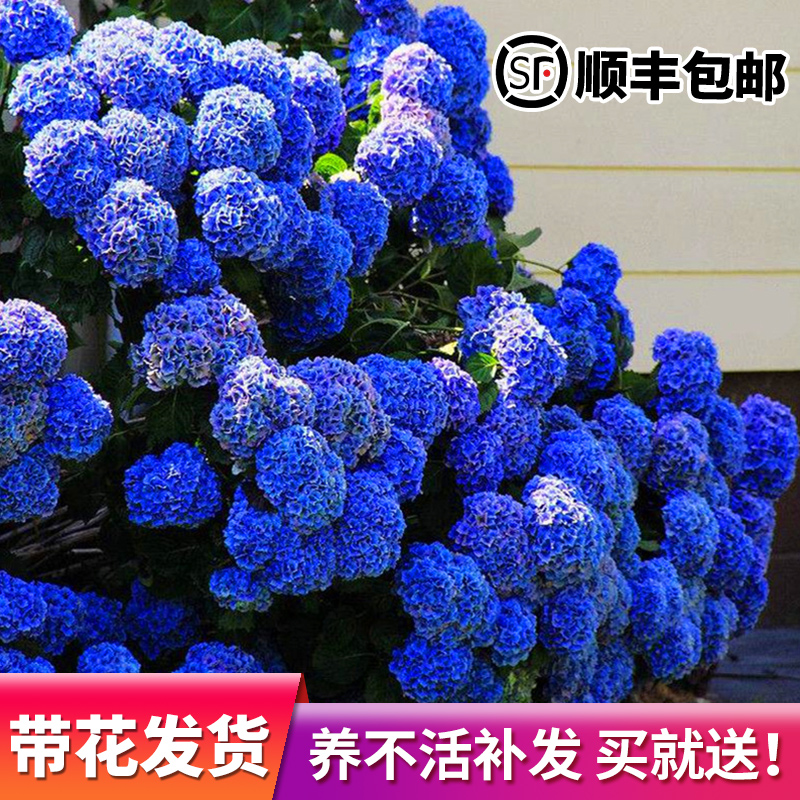 绣球花苗无尽夏盆栽带花特大老桩室内阳台庭院四季开花卉绿植植物-图1